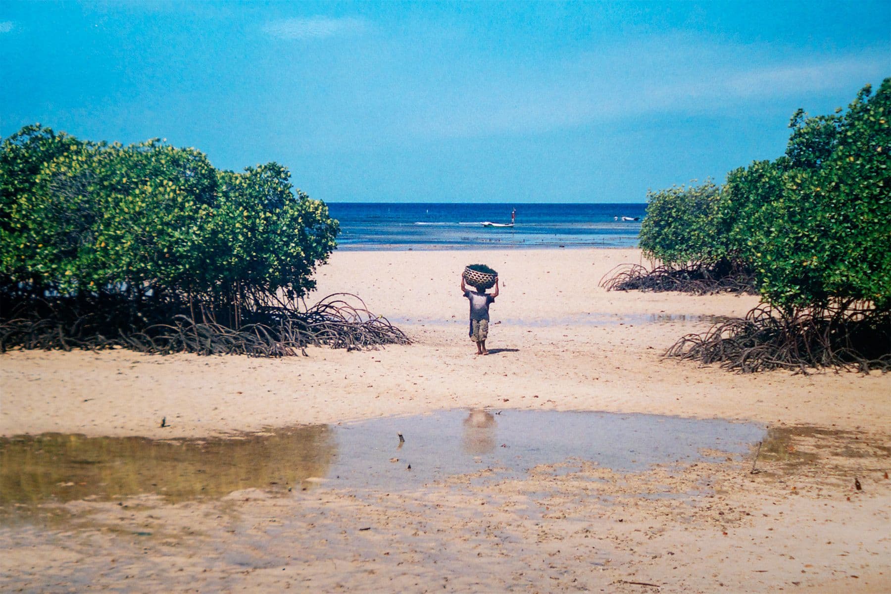 mangroves at low tide
