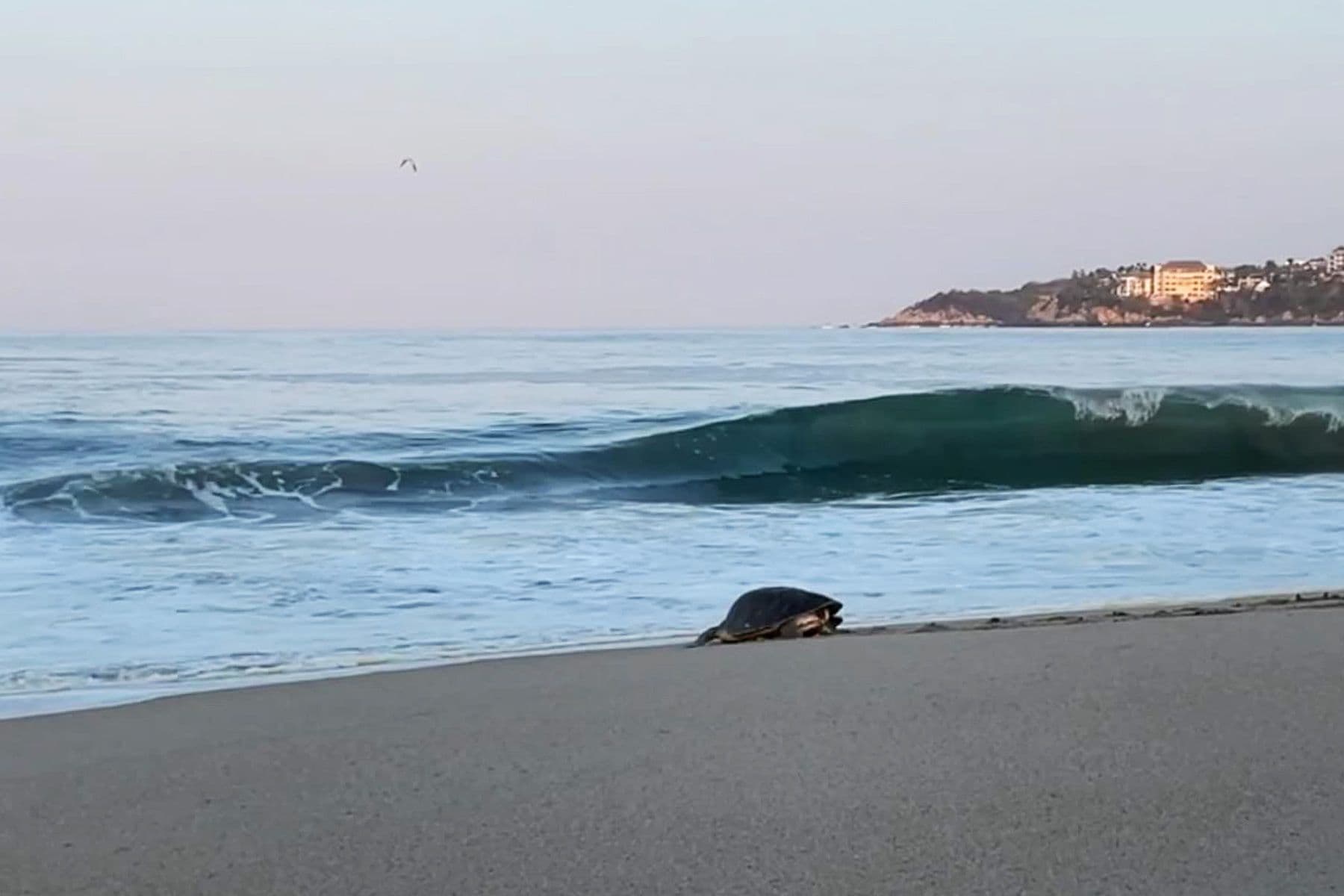 sea turtle on the beach at puerto escondido, mexico
