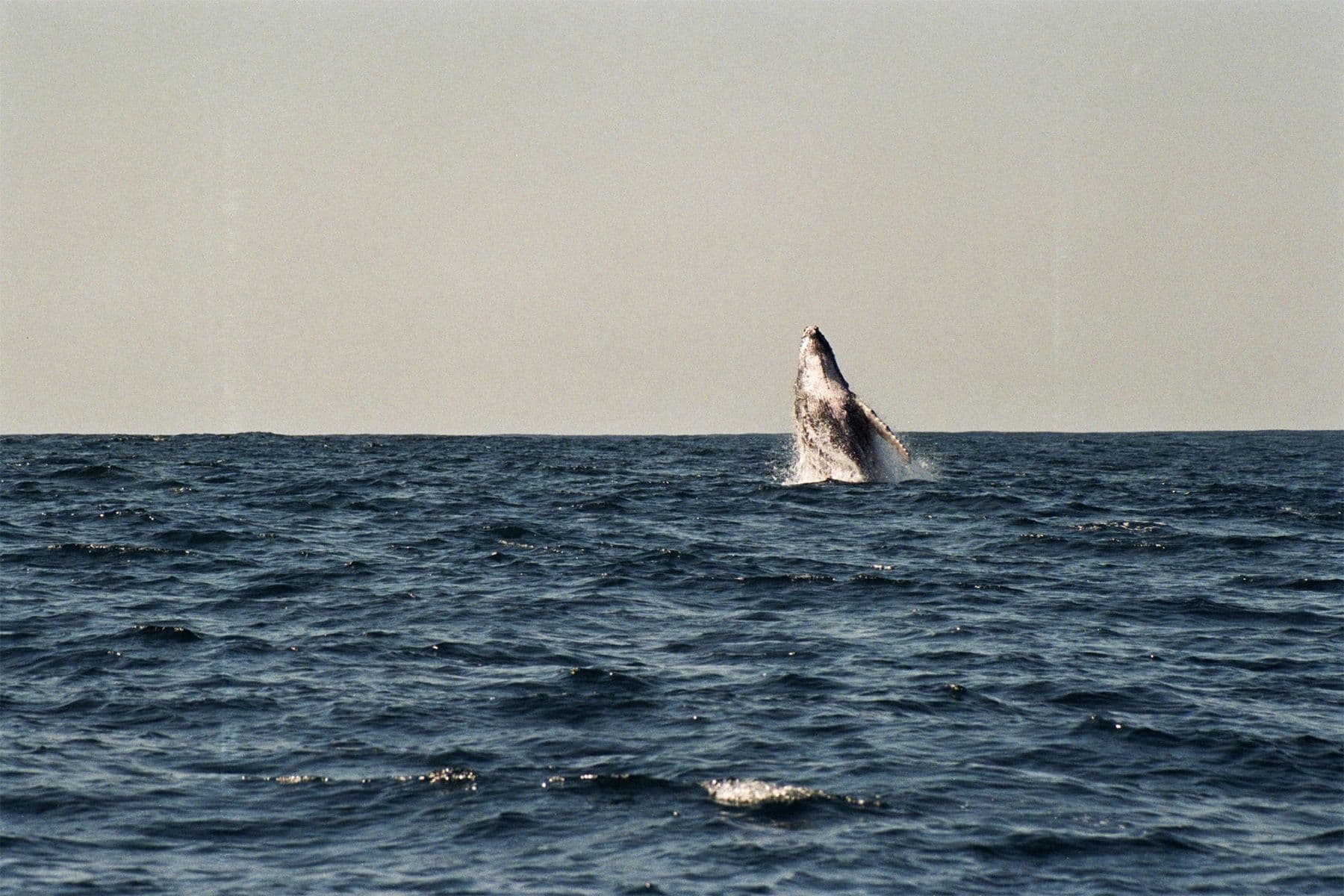 Surf Simply technical surf coaching resort, Guiones, Nosara, Costa Rica