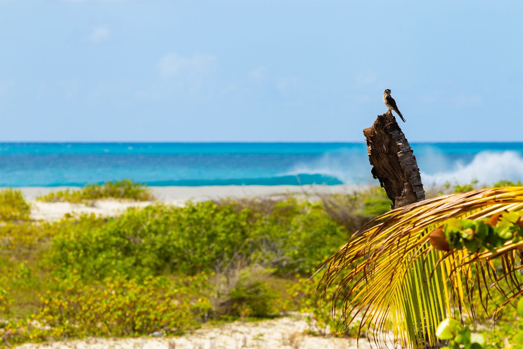 Palmetto Point is part of a RAMSAR designated wetland of international importance because of the habitats and species it supports. Image by Al Mackinnon.