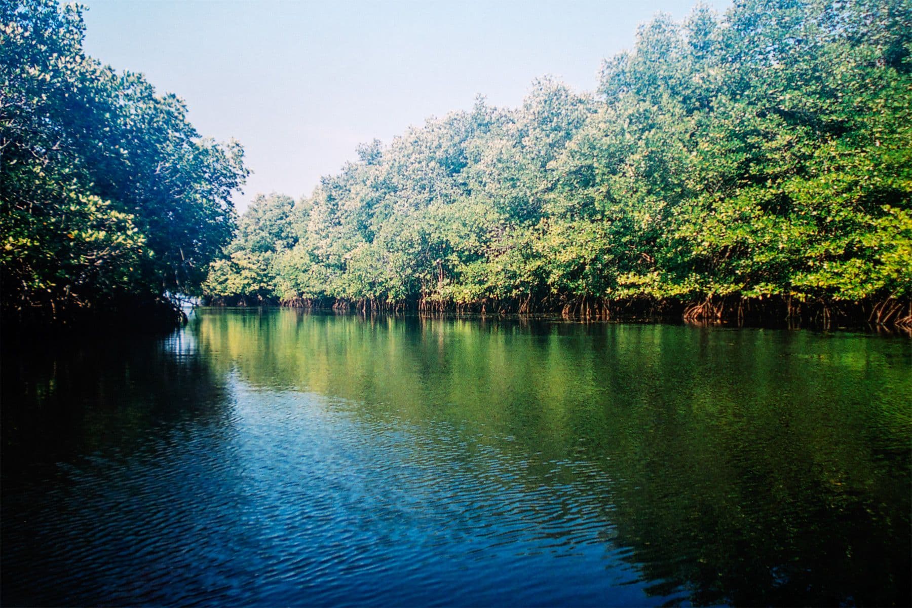 mangroves in nusa lembongan, indonesia