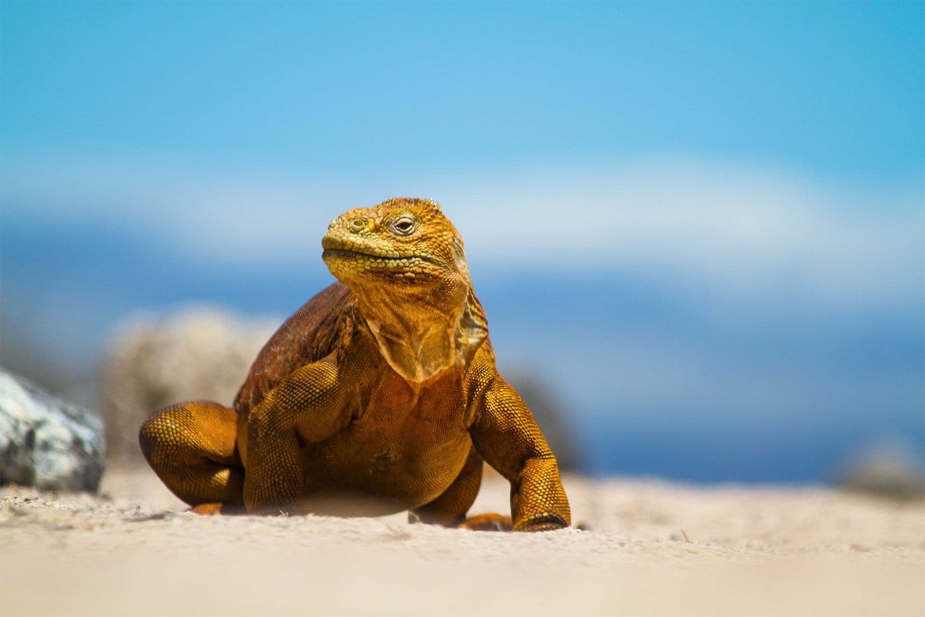 Surf Simply technical surf coaching resort, Guiones, Nosara, Costa Rica