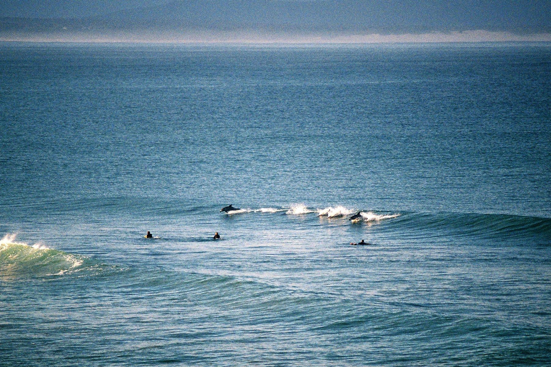 dolphins jumping through waves at jeffreys bay in south africa